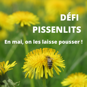 Défi_Pissenlits---